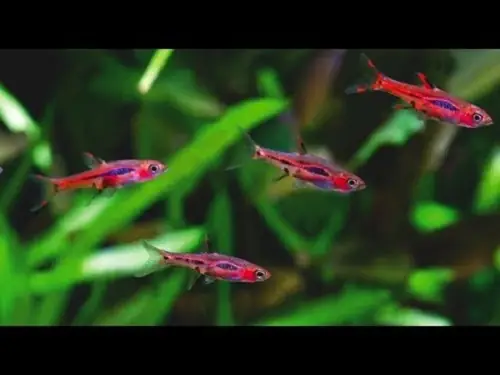 Cá Vàng Ăn Gì? Cá Lóc Con – Cá Trâm (các Dòng Cá Mồi)