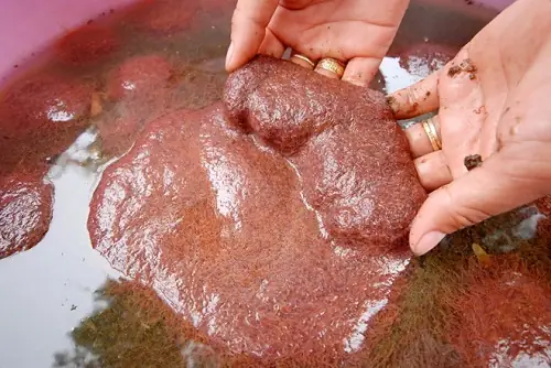 Thức Ăn Tươi Sống – Trùn Chỉ: