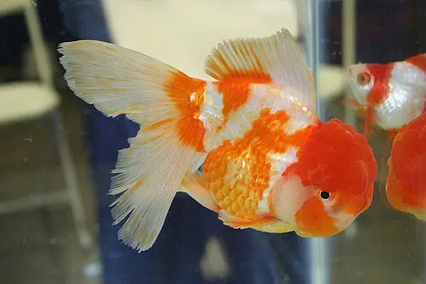 Về Tuổi Thọ Về Tuổi Thọ