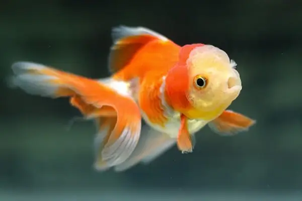 Thức Ăn Phù Hợp