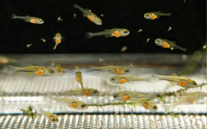 Cách Nuôi Cá Vàng Con Mới Nở