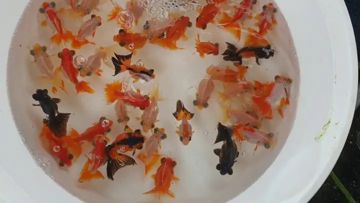 Cá Vàng Mắt Lồi Đuôi Bướm Cá Vàng Mắt Lồi Đuôi Bướm