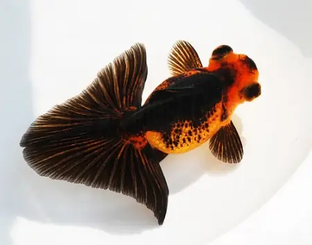 Cá Vàng Mắt Lồi Đuôi Bướm - Cá Ba Đuôi Mắt Lồi - Aquarium Care Cá Vàng Mắt Lồi Đuôi Bướm - Cá Ba Đuôi Mắt Lồi - Aquarium Care