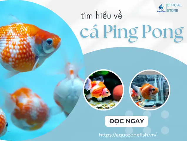 Cá Ping Pong Có Dễ Nuôi Không? Giá Bao Nhiêu? - Aquazone ...