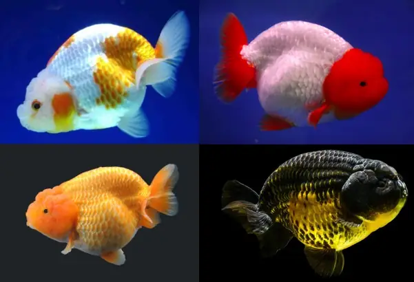 Cá Vàng Sư Tử
