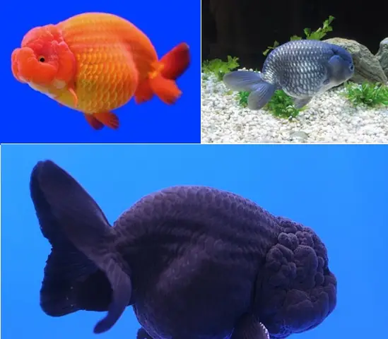 Cá Vàng Sư Tử Cá Vàng Sư Tử