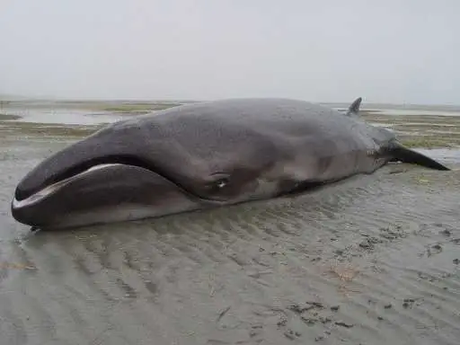 Phát Hiện Loài Cá Voi Tưởng Chừng Đã Tuyệt Chủng