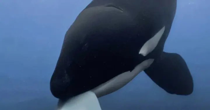 Cá Voi Sát Thủ Chia Sẻ Thức Ăn Với Con Người