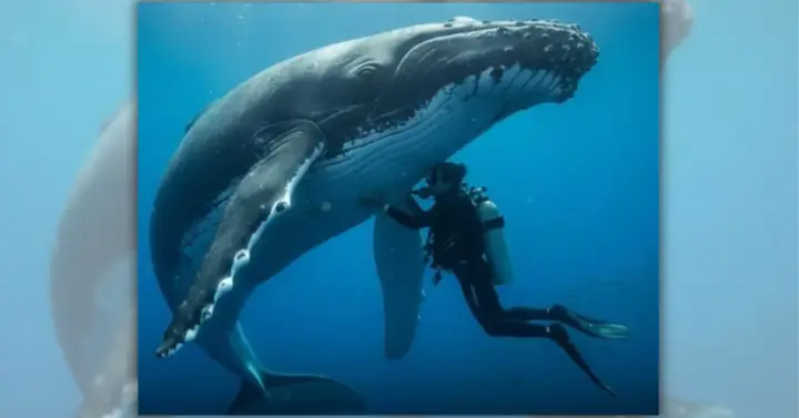 Cá Voi Lưng Gù Cứu Nhà Sinh Vật Biển Khỏi Cá Mập: Câu Chuyện Có ...