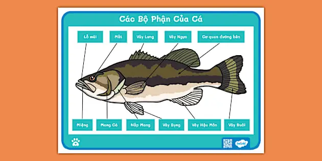 Áp Phích Bộ Phận Của Cá Áp Phích Bộ Phận Của Cá