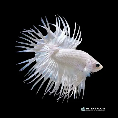 Khám Phá Các Loại Cá Betta: Đặc Điểm Và Phân Loại