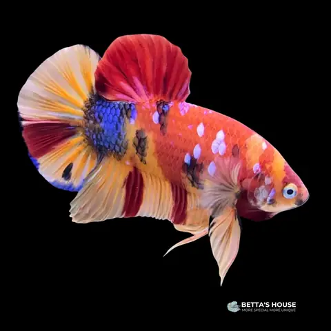 Khám Phá Các Loại Cá Betta: Đặc Điểm Và Phân Loại