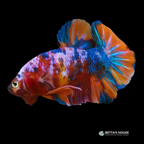 Khám Phá Các Loại Cá Betta: Đặc Điểm Và Phân Loại