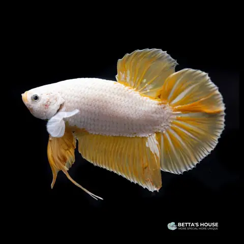 Khám Phá Các Loại Cá Betta: Đặc Điểm Và Phân Loại