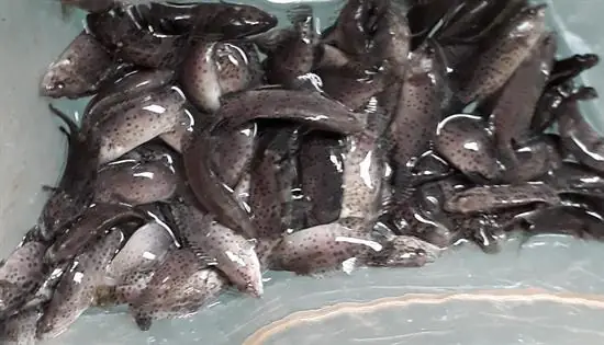 Danh Sách Các Loài Cá Biển - Cá Giống Trường Phát - Tp Aqua ...