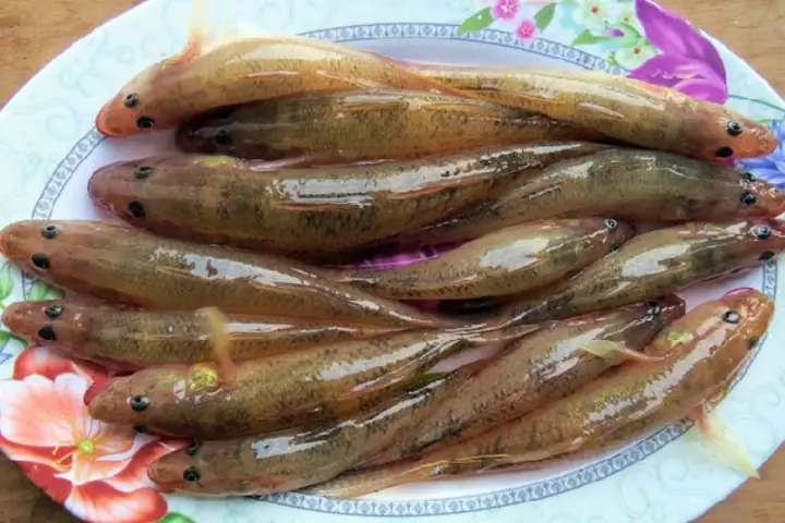 Đặc Điểm Cá Bống, Giá Trị Dinh Dưỡng Và Các Món Ăn Ngon Phổ Biến Đặc Điểm Cá Bống, Giá Trị Dinh Dưỡng Và Các Món Ăn Ngon Phổ Biến