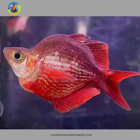 10. Cá Cầu Vồng Táo Đỏ
