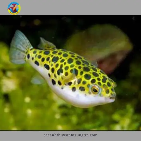 24. Cá Nóc Beo (nóc Kiểng)