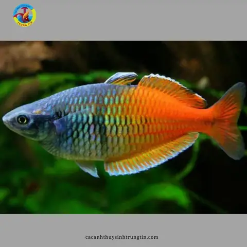 13. Cá Thạch Mỹ Nhân