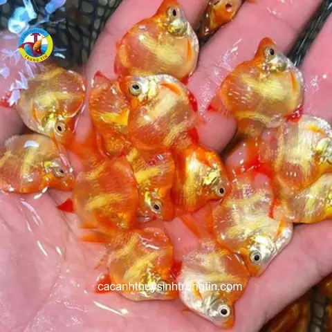 25. Cá Xecan Vàng Short