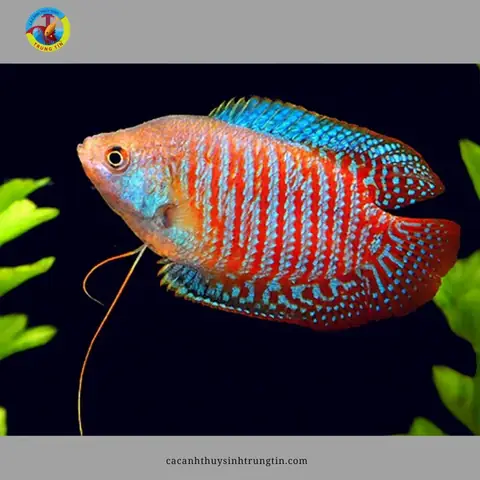 27. Cá Sặc Gấm