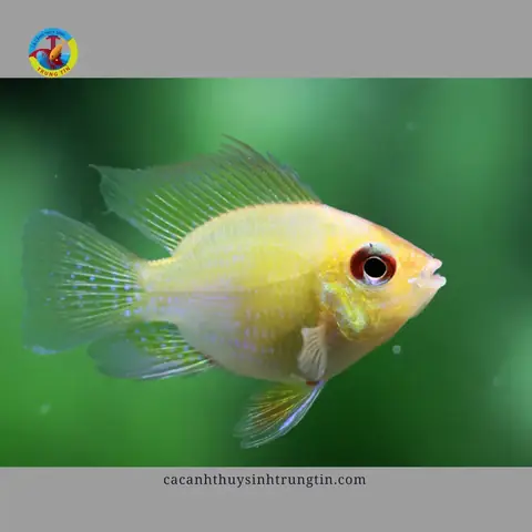 12. Cá Phượng Hoàng Vàng