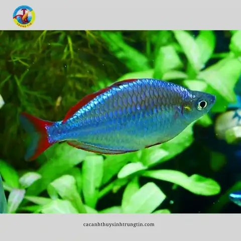 20. Cá Cầu Vồng Việt Nam