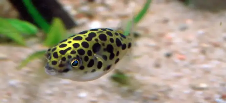 24. Cá Nóc Beo (nóc Kiểng)