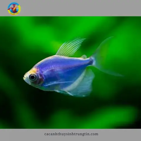 26. Cá Cánh Buồm