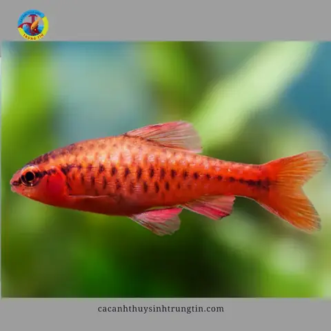 16. Cá Diếc Anh Đào