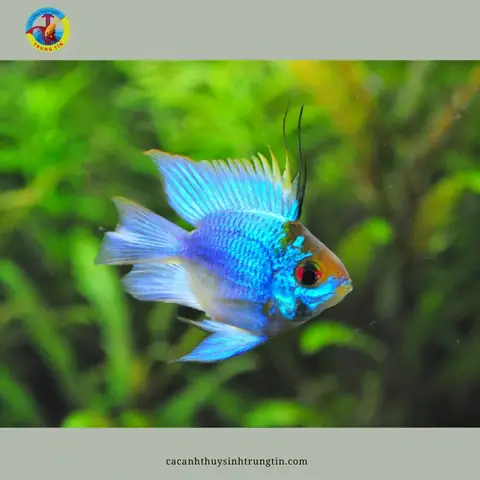 11. Cá Phượng Hoàng Lam