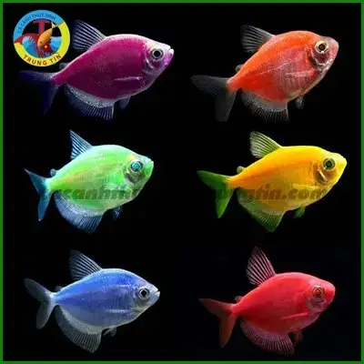 26. Cá Cánh Buồm