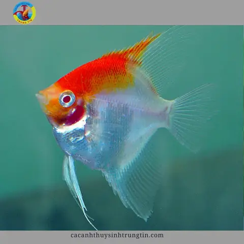 Cá Thần Tiên (ông Tiên)