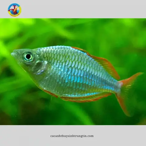 20. Cá Cầu Vồng Việt Nam