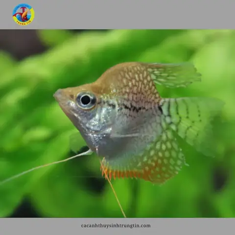 18. Cá Sặc Mã Giáp Gù