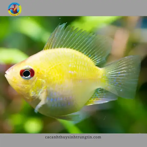 12. Cá Phượng Hoàng Vàng