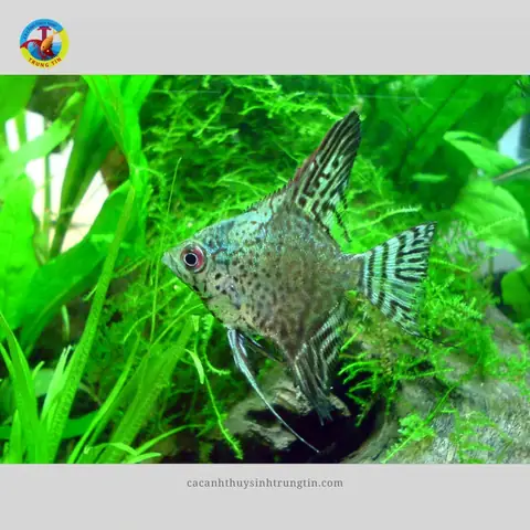 Cá Thần Tiên (ông Tiên)