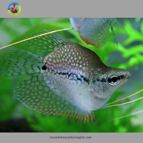 18. Cá Sặc Mã Giáp Gù