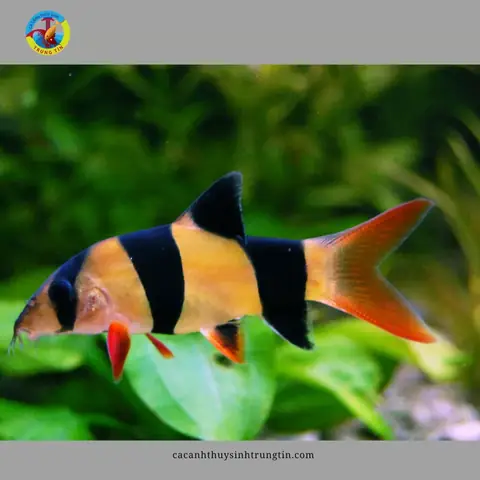 14. Cá Chuột Mỹ