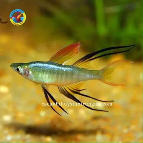 21. Cá Cầu Vồng Vây Dài