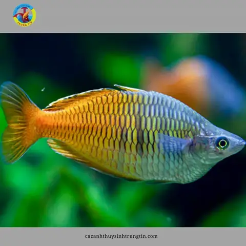 13. Cá Thạch Mỹ Nhân