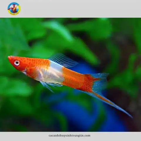 23. Cá Hồng Kim