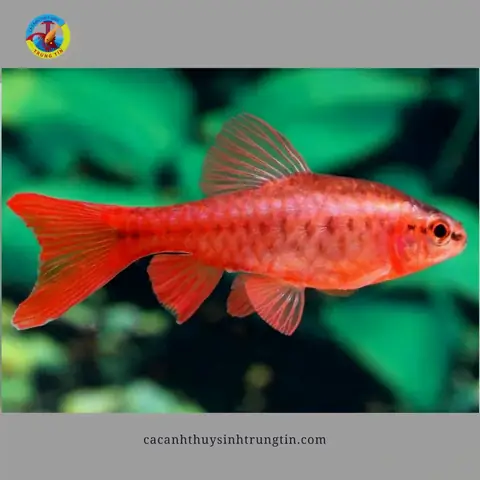 16. Cá Diếc Anh Đào