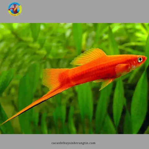 23. Cá Hồng Kim