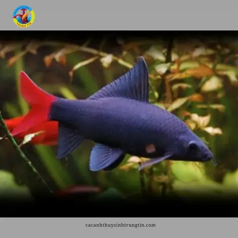 15. Cá Chuột Thái