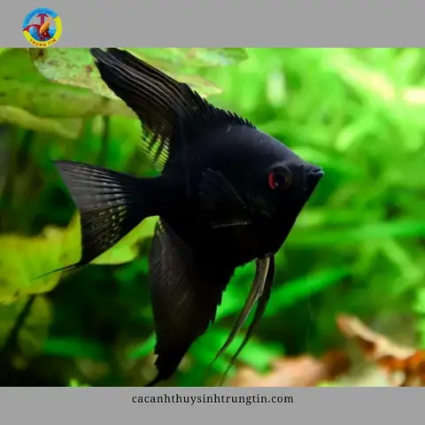 Cá Thần Tiên (ông Tiên)