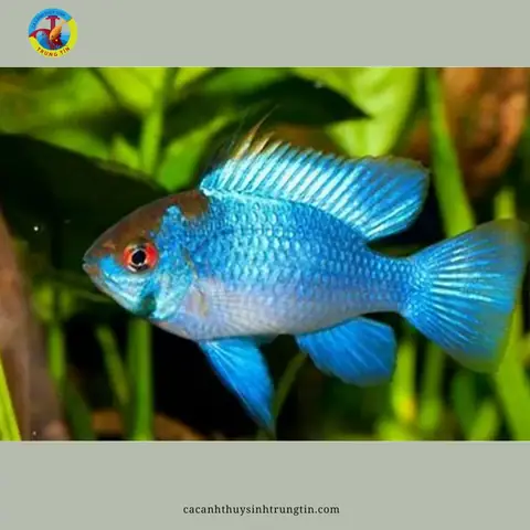 11. Cá Phượng Hoàng Lam