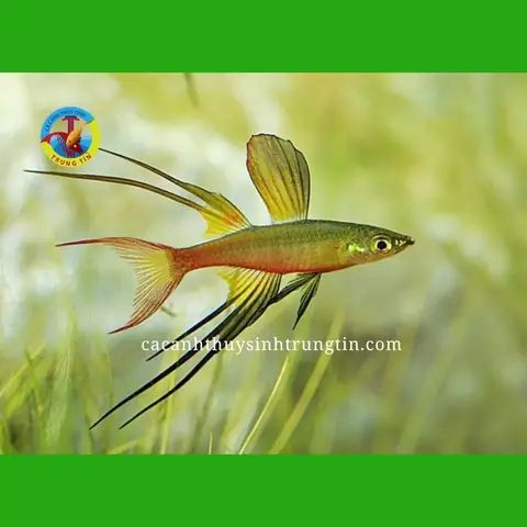 21. Cá Cầu Vồng Vây Dài