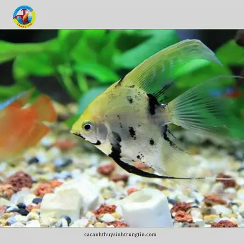 Cá Thần Tiên (ông Tiên)