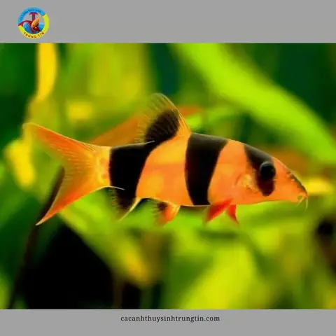 14. Cá Chuột Mỹ